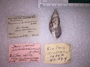 Media type: image; Malacology 133210 Description: 133210_Drymaeus_pulcherrimus image;
